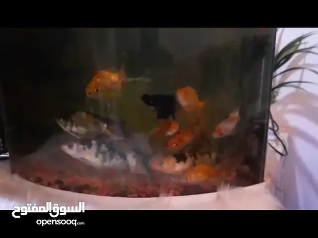 حوت رقاص ربي يبارك جملة 20 قطاعي 25