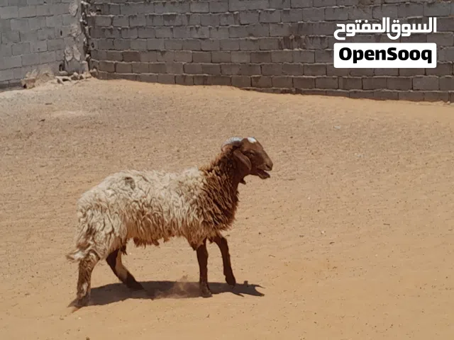 خروف وطني ربي يبارك سليم من العيوب والامراض العمر 7شهور..