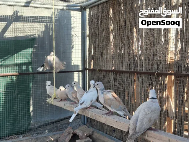 حمام راعبي للبيع
