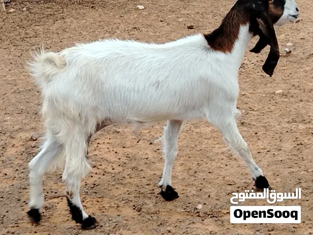 عنز هجين ربي يبارك عشرا عشرا بالجهاز في الشهرين تقريبا المكان صبراتة يوجد توصيل حسب المكان سنها جامع