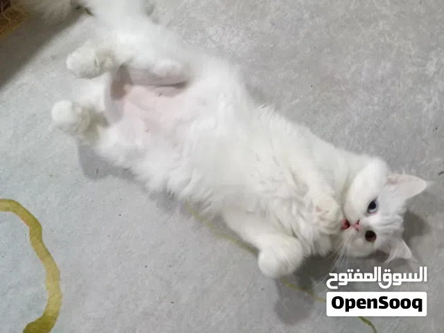 انثى شيرازي طالبه تزاوج منو عنده ذكر للتزاوج