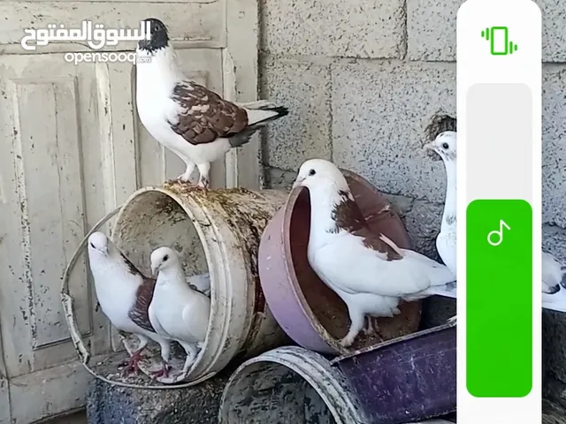 براكت حمام الطرف ب10