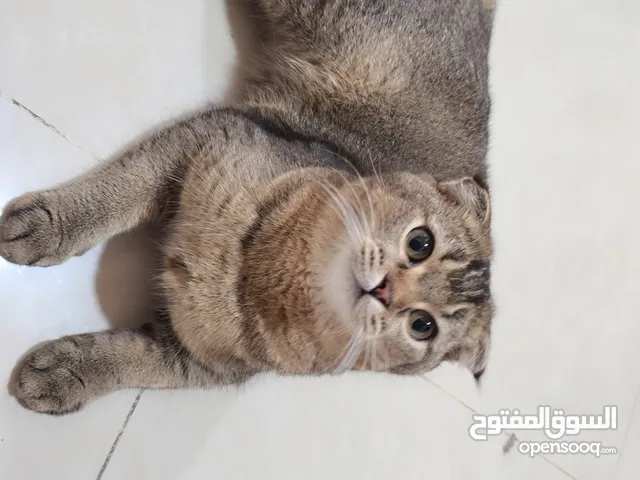 Scottish cat 1 year old