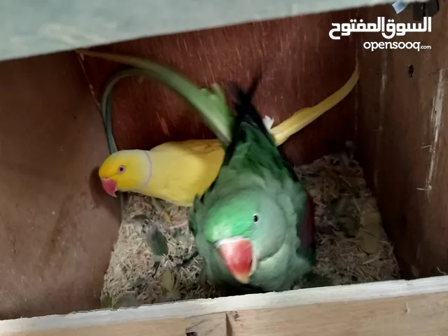 ذكر اصفرالحجم جامبو و انثى نيبالية الحجم الكبير