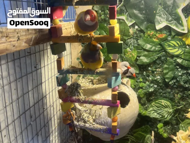 السلام عليكم طيور كولدن فنش
