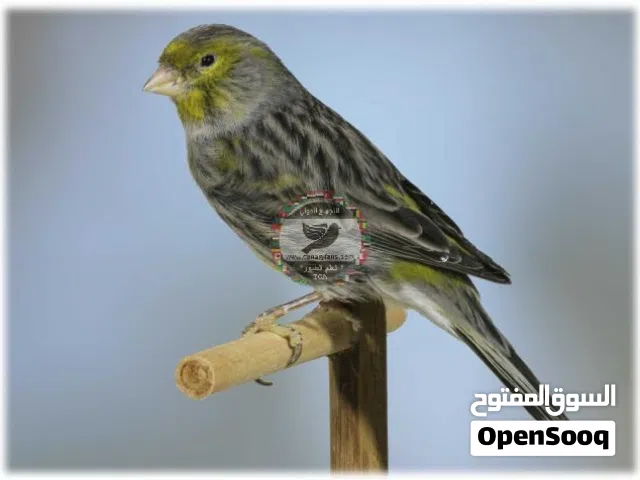 فحل اونكس مغنى