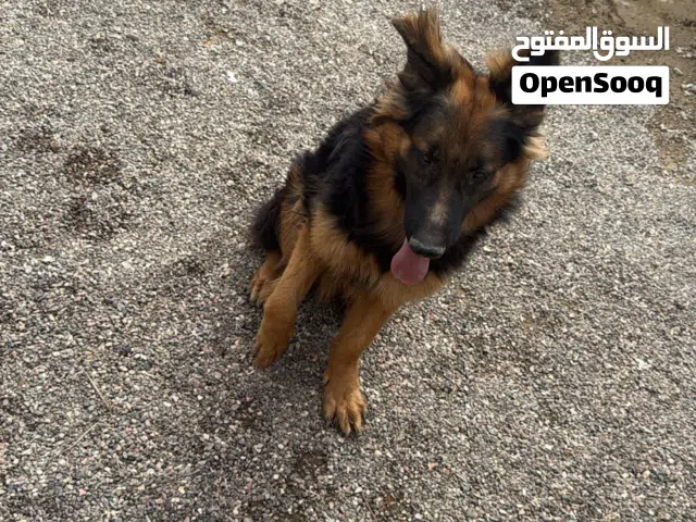 للبيع جرمن شيبر لون هير صوته عزيز عليه وقت الضروره فقط ينبح الكلب مميزاته