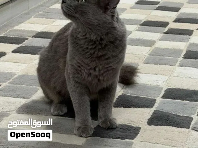 قط الليف روسي ازرق عمره تقريبن أشهر حالته جيده