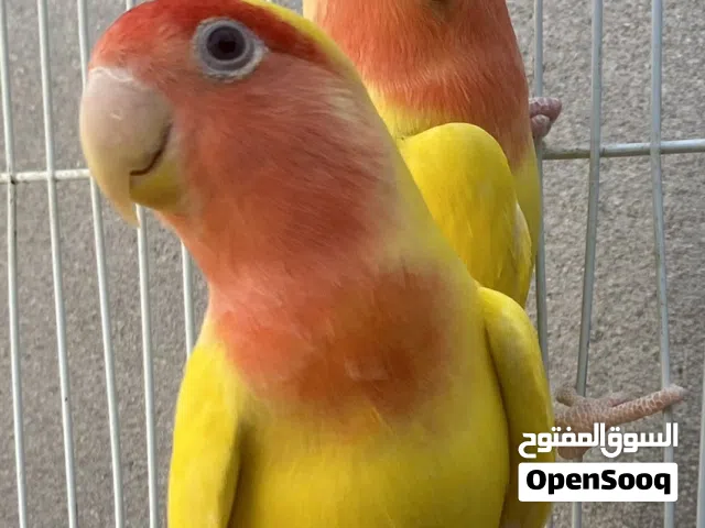 بسم الله ما شاء الله كوبيا باركديلو قريب دحي عين حمراء