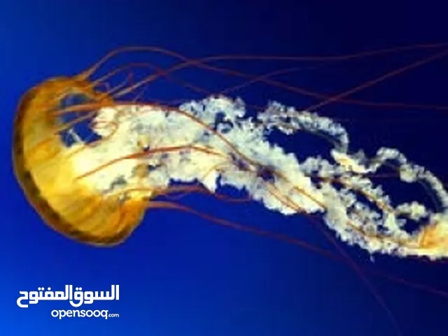 حمزة محفوظ