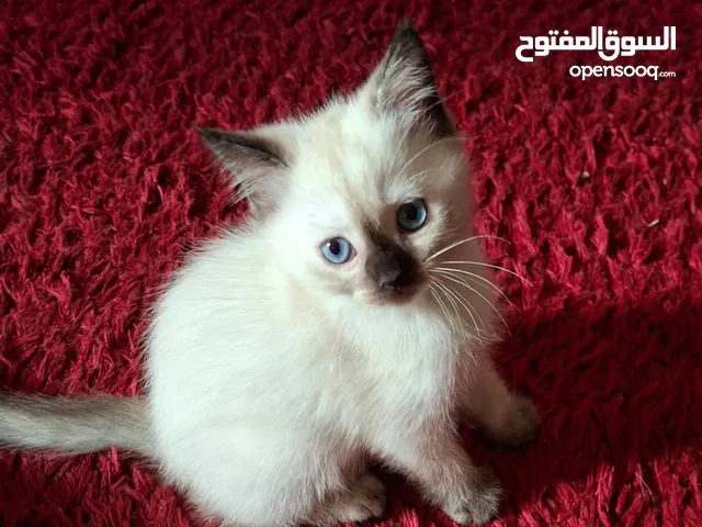 قطط هيمالايا و بريتش فولد شهرين