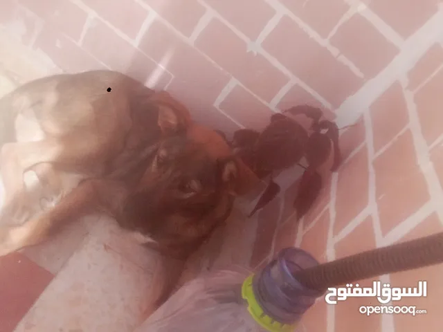 كلب مينوا بي