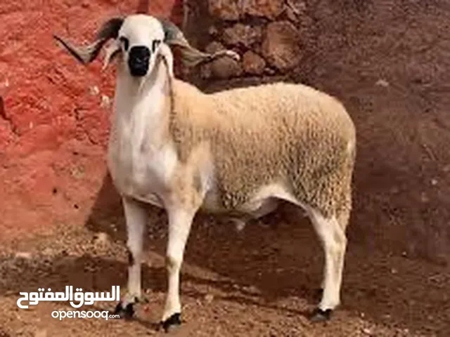 سنوي .. 1200 ر