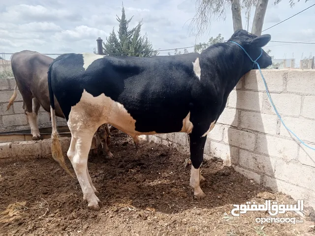 عجل اضحيه العمر سنتين وشهرين كامل شروط الاضحيه أن شاء الله