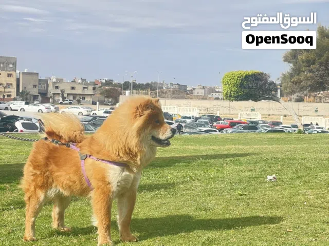 نتايه تشاو تشاو تباركه الله