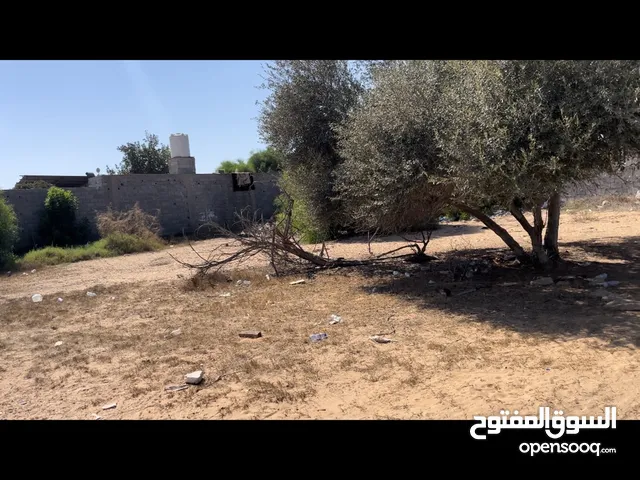 ارض عين زارة الباعيش