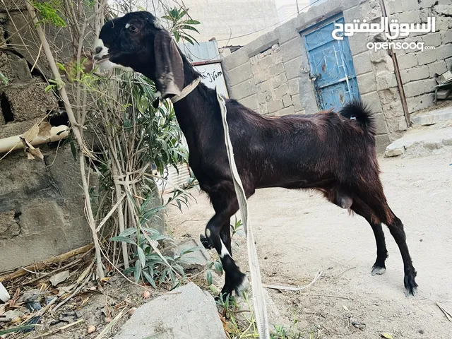 شاميات مال بيت مضاريع بيهن ثنين توامات