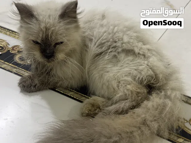 قط هملايا ضايع