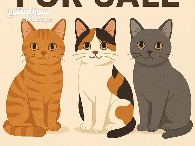 Message me if u want cat