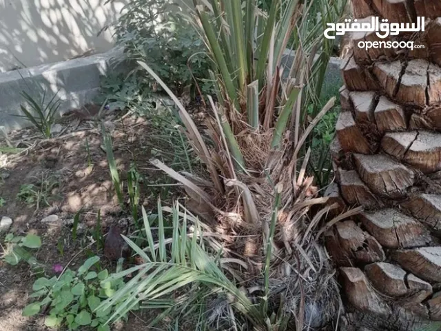 نخل خلاص وغيرها من انخل للبيع