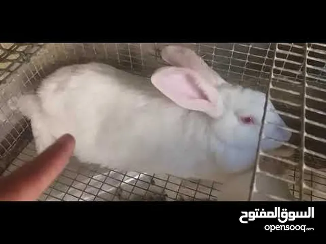 دكر ارنب الله يبارك