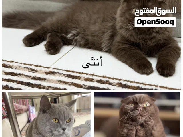 كتن تشوكت و ليلك سكوتش فولد scottish fold chocolate and lilac kittens