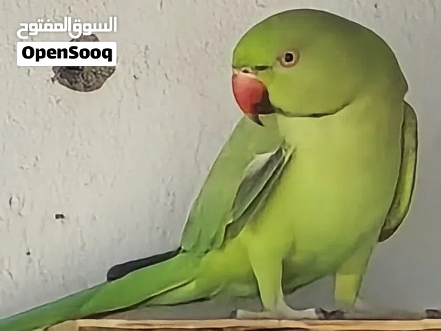 للبيع فقط ذكر وانثي جناح كامل مطلوب 30 ريال غير قابل للتفاوض