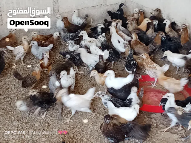 دجاج اوماني فرانسي