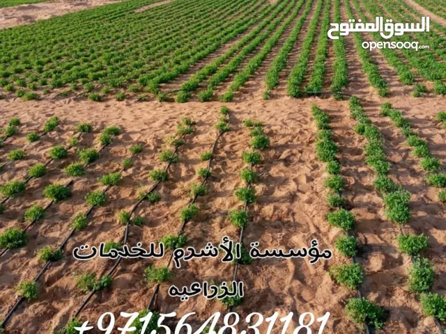 لدينا بذور جت عماني اصلي مضمونه ليس خليط