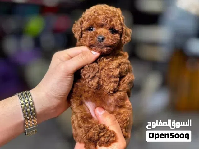 korean toy poodle T_cup جراء توي بودل كوري تيكب اصغر حجم