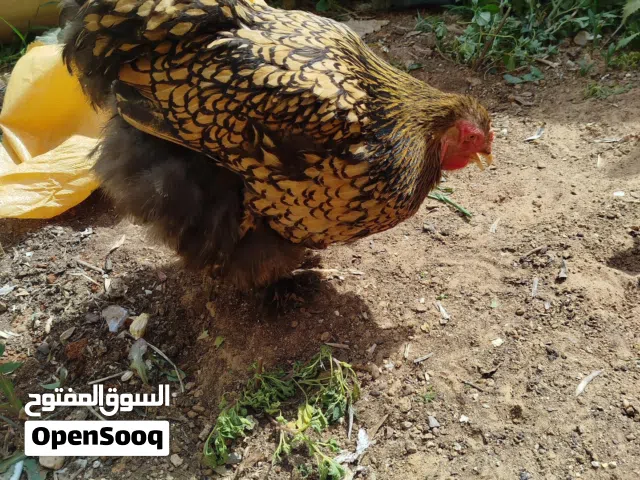 دجاج براهمة سبرايت احمر (ذهبي)
