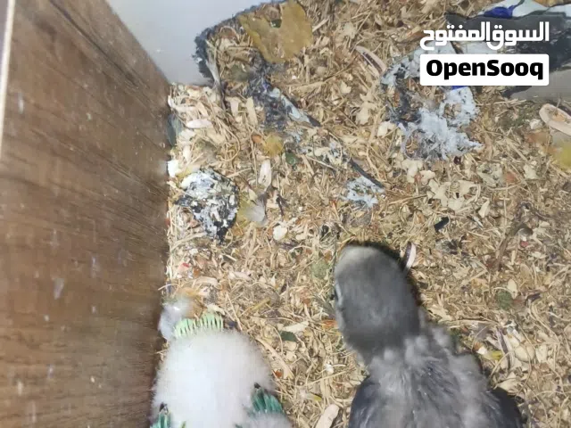 افراخ غندورة للبيع