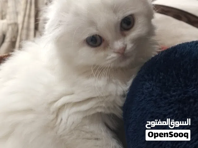 قطة سكوتش فولد مكس شيرازي هملايا للبيع