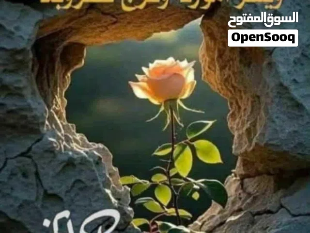 شقق عدد خمسه للبيع