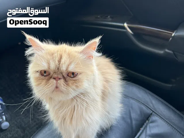 قطه بيرشن للبيع