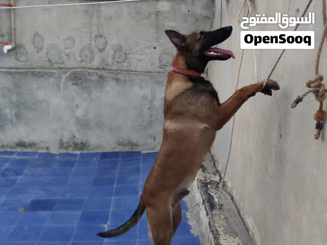 كلب مالينوا ربي ببارك