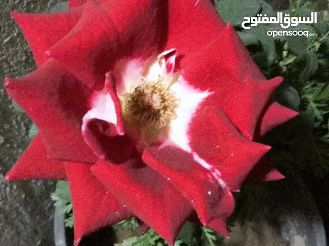 شقه مساحه 90 متر 3 غرف شارع الشناشيل مقابل مقهى رازونة