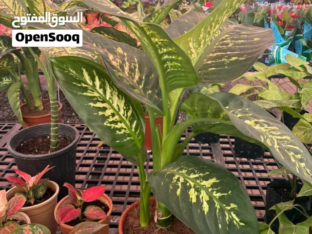 فرصة اشجار داخلية باقل من سعر السوق