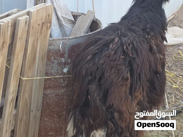 الوصف  كبش نجدي سوداني فل سمنه يصلح لتربيه واضحيه مد وشور  وانتاجه ممتاز جدا جدا