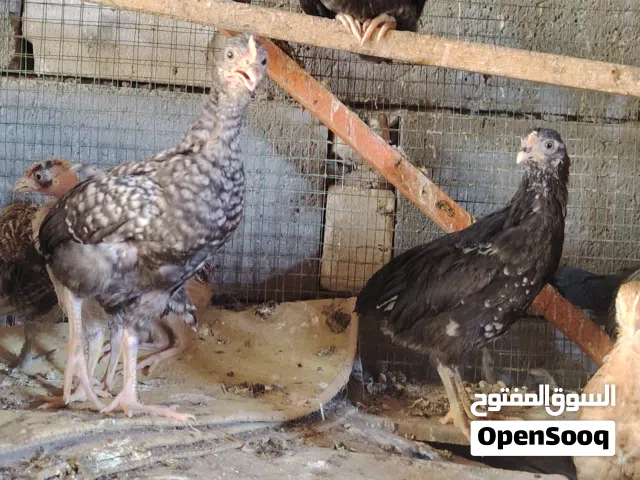 هرافي عرب مال بيت