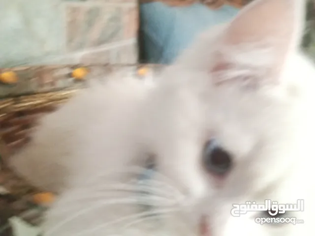 قط شيرازي للتبني