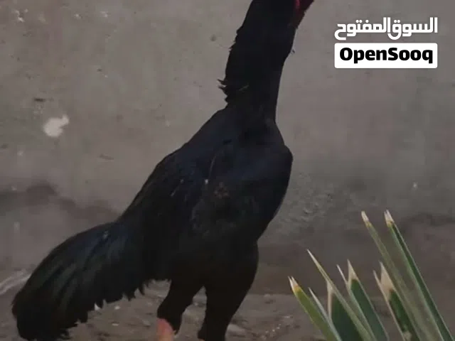 مطلوب دجاج هراتي هندي ديج دجاجه شعندك كلي