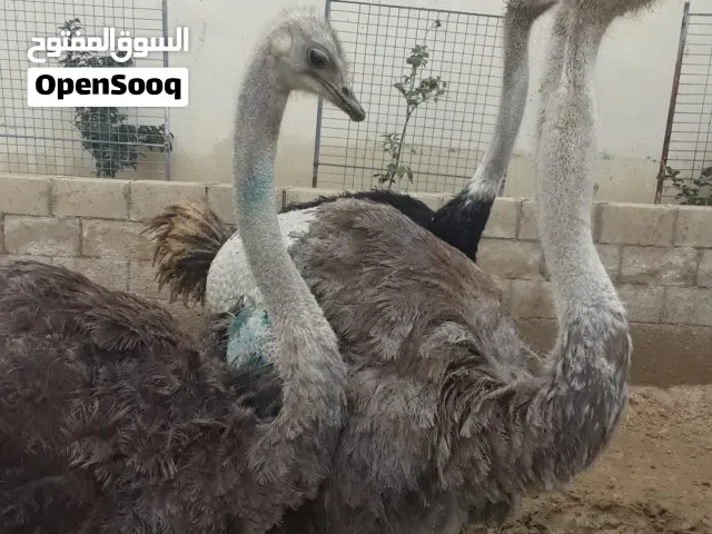 بيض نعام في الاردان عمان