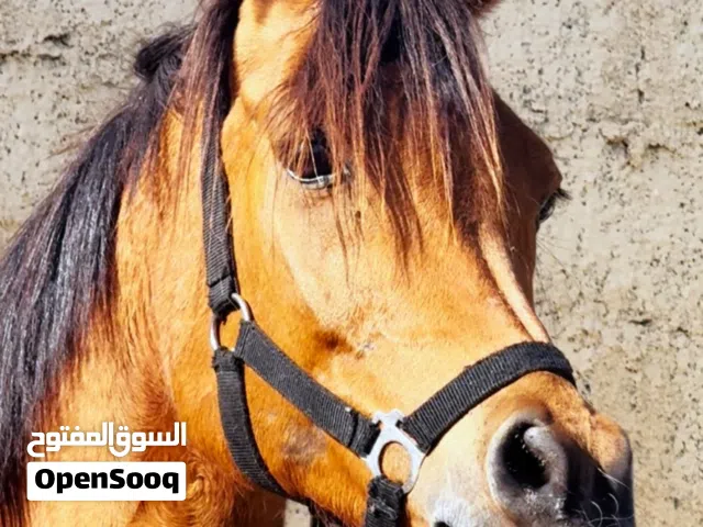 فرس عربية سلالة جمال