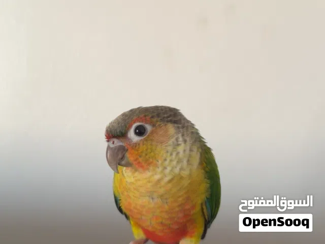 كنيور يلو سايد بداية فطام اليف جداً هدد