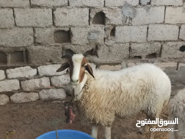 نعجه وطنية سنها كيف خشة سداس حايل مكان عين زاره