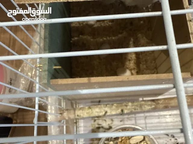 طيور الروز البينو ابيضّ انتاج شرط عنده 3 بيضات