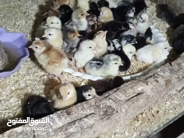 صوص بلدي العدد 400