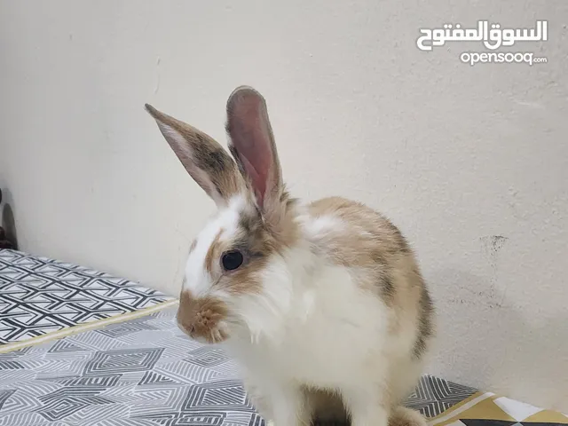 My cutie bunny needs a new home