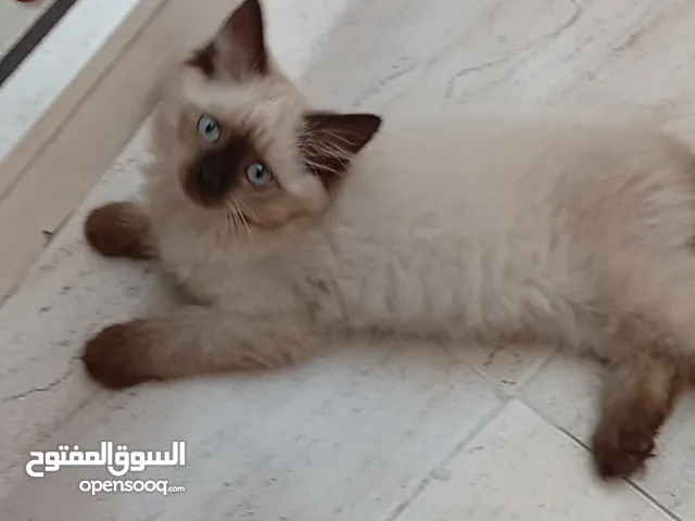 Chaton himalayen